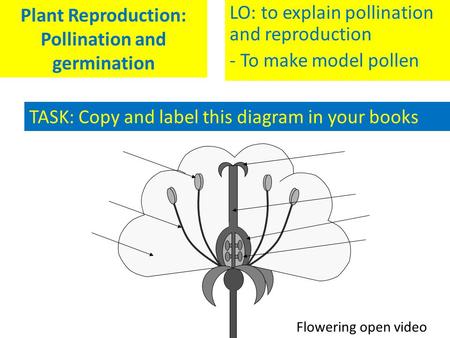 Plant Reproduction: Pollination and germination LO: to explain pollination and reproduction - To make model pollen TASK: Copy and label this diagram in.
