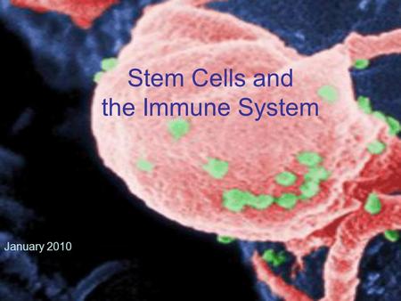Stem Cells and the Immune System January 2010. Today’s lecture Brainstorm Basic organization and function of the immune system Lymphocyte development.