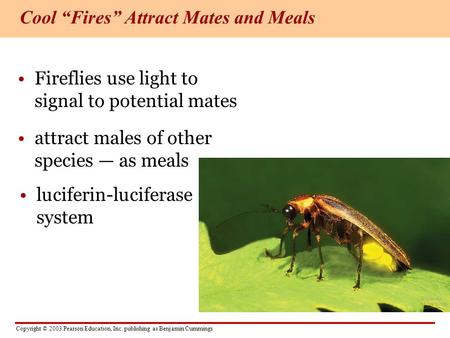 Copyright © 2003 Pearson Education, Inc. publishing as Benjamin Cummings Fireflies use light to signal to potential mates attract males of other species.