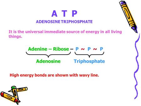 ATP ADENOSINE TRIPHOSPHATE It is the universal immediate source of energy in all living things. Adenine – Ribose – P ~ P ~ P AdenosineTriphosphate ~~ High.