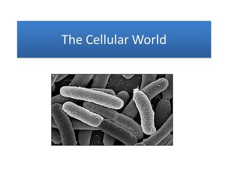 The Cellular World. Eukaryotic Cells Includes: animal cells, plant cells, protist cells, and fungi cells.