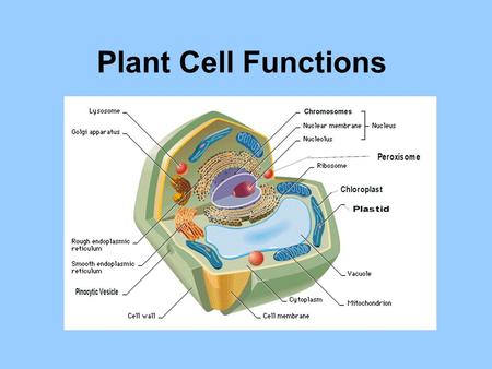 Plant Cell Functions.