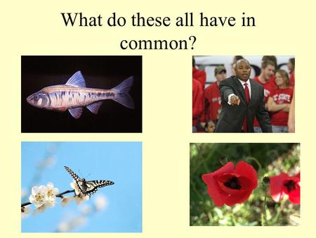 What do these all have in common?. So what is it? What do these all have in common with each other?