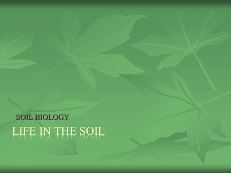 SOIL BIOLOGY. There are a DIVERSITY of ORGANISMS in SOIL There are a DIVERSITY of ORGANISMS in SOIL SIZE SIZE MICROORGANISMS MICROORGANISMS MACROORGANISMS.