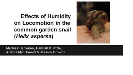 Effects of Humidity on Locomotion in the common garden snail (Helix aspersa) Marissa Hackman, Hannah Kienzle, Alanna MacDonald & Jessica Browne.