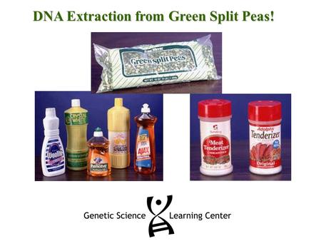 DNA Extraction from Green Split Peas!. DNA Extraction Procedure Blend for 15 seconds: DNA source – 100 ml green split peas Cold water – 200 ml salt Large.