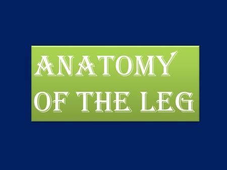 Anatomy Of The leg.