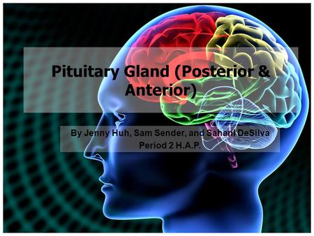 Pituitary Gland (Posterior & Anterior) By Jenny Huh, Sam Sender, and Sahani DeSilva Period 2 H.A.P.