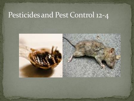 Pests: Any species that competes with us for food, invades lawns and gardens, destroys wood in houses, spreads disease, or is a nuisance.