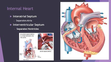 Internal Heart Interatrial Septum Interventricular Septum