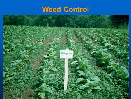 Weed Control. Weeds Competition Space Light Nutrient Water Physical Damage Morningglories Honeyvine Milkweed.