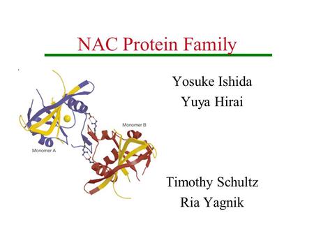 NAC Protein Family Yosuke Ishida Yuya Hirai Timothy Schultz Ria Yagnik.