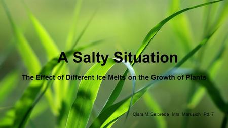 A Salty Situation The Effect of Different Ice Melts on the Growth of Plants Clara M. Selbrede Mrs. Marusich Pd. 7.