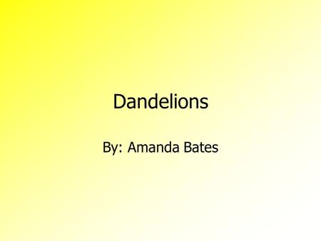 Dandelions By: Amanda Bates.