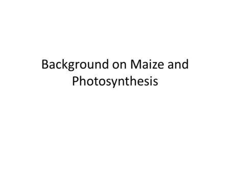 Background on Maize and Photosynthesis. Corn or Maize – Zea mays.