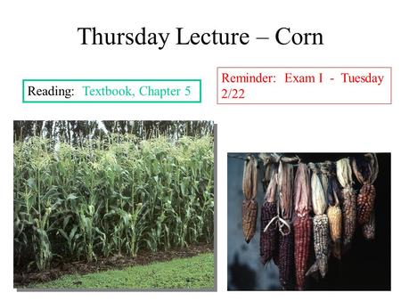 Thursday Lecture – Corn