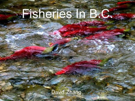 Fisheries In B.C. David Zhang. Origination Natives have been fishing in B.C. since their origination B.C. fishing industry started in 1870 when the first.