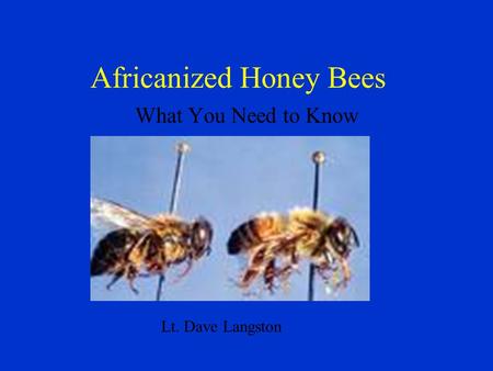 Africanized Honey Bees What You Need to Know Lt. Dave Langston.