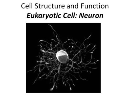 Cell Structure and Function Eukaryotic Cell: Neuron.