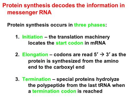 Protein synthesis decodes the information in messenger RNA