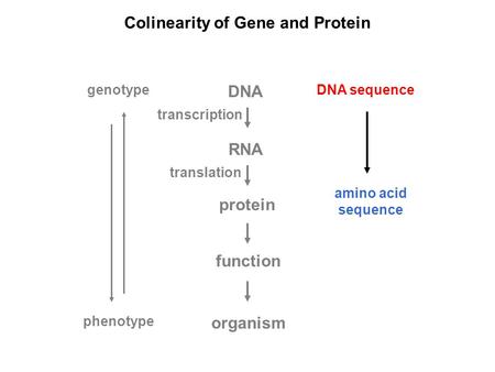 Colinearity of Gene and Protein DNA RNA protein genotype function organism phenotype DNA sequence amino acid sequence transcription translation.