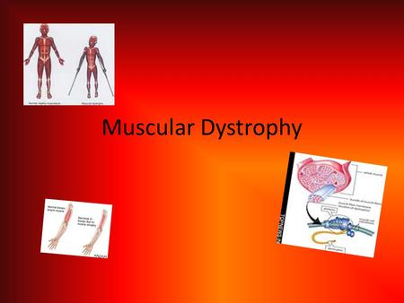 Muscular Dystrophy. What it is… Muscular Dystrophy is a family of hereditary disease that cause progressive and steady muscle weakening. Duchenne and.