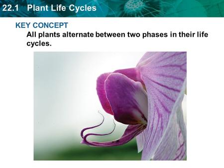 Plant life cycles alternate between producing spores and gametes.