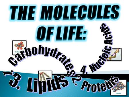 THE  MOLECULES OF LIFE: 4.  Nucleic Acids 1.  Carbohydrates 3.  Lipids