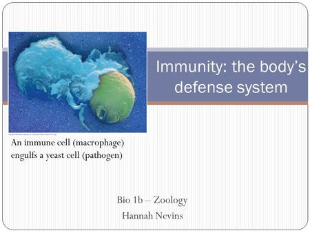 Bio 1b – Zoology Hannah Nevins Immunity: the body’s defense system An immune cell (macrophage) engulfs a yeast cell (pathogen)