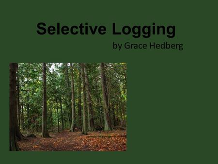 Selective Logging by Grace Hedberg.