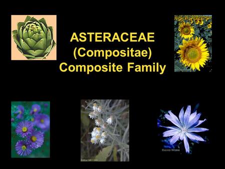 ASTERACEAE (Compositae) Composite Family