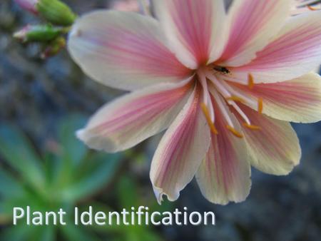 Plant Identification. Why do we identify plants?