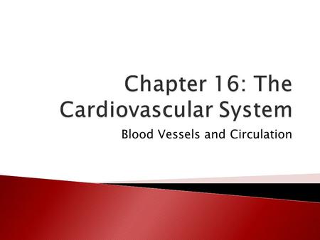 Chapter 16: The Cardiovascular System
