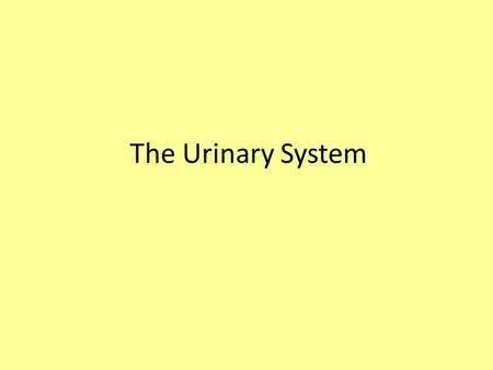 The Urinary System. Anterior view KIDNEY Produces urine URETER Transports urine toward the urinary bladder URINARY BLADDER Temporarily stores urine prior.