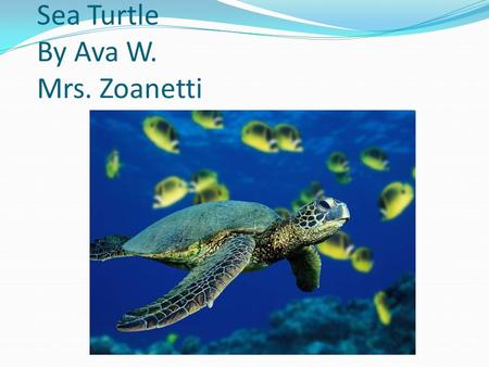 Sea Turtle By Ava W. Mrs. Zoanetti Appearance Green scaly skin Legs that look like hands, and arms that look like legs.