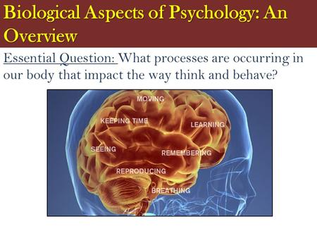Biological Aspects of Psychology: An Overview Essential Question: What processes are occurring in our body that impact the way think and behave?
