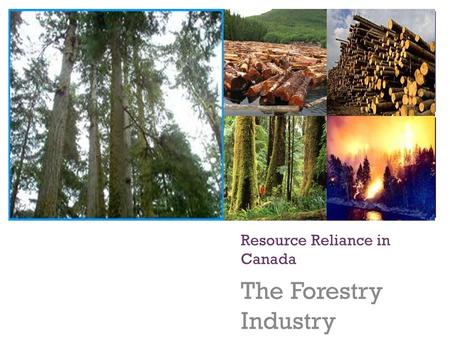 + Resource Reliance in Canada The Forestry Industry.