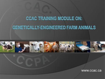 Www.ccac.ca.  This training module is relevant to all animal users working with genetically-engineered (GE) farm animals in research, teaching or testing.