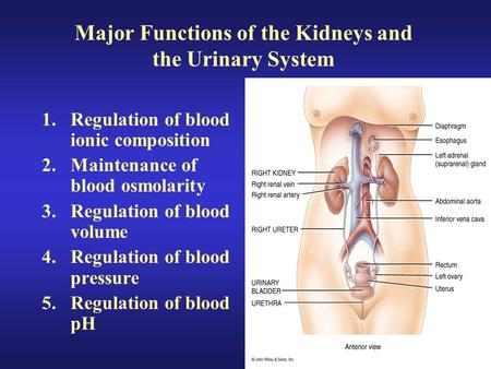 Major Functions of the Kidneys and the Urinary System
