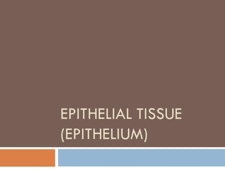 EPITHELIAL TISSUE (EPITHELIUM). Epithelial tissue (Epithelium)  Lining, covering and glandular tissue of the body  Protection  Absorption  Filtration.