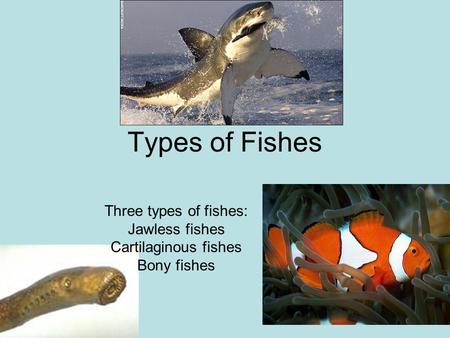 Three types of fishes: Jawless fishes Cartilaginous fishes Bony fishes