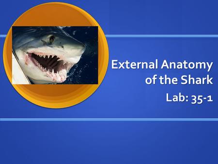 External Anatomy of the Shark Lab: 35-1. How is a shark different from bony fish? The main difference between the two groups is what defines them, the.