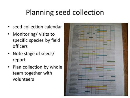 Planning seed collection seed collection calendar Monitoring/ visits to specific species by field officers Note stage of seeds/ report Plan collection.