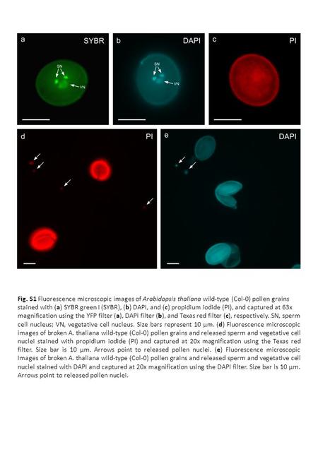 Fig. S1 Fluorescence microscopic images of Arabidopsis thaliana wild-type (Col-0) pollen grains stained with (a) SYBR green I (SYBR), (b) DAPI, and (c)