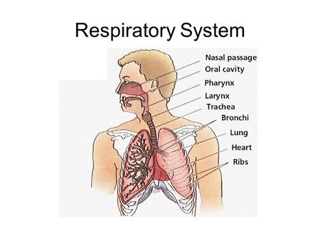 Respiratory System. Cellular Respiration Most cells utilize cellular respiration to convert the chemical energy stored in nutrient macromolecules to the.