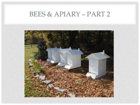 Bees & Apiary – Part 2.
