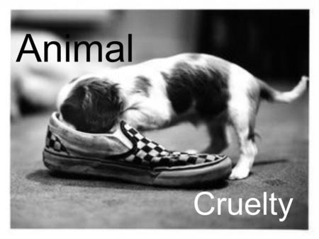 Animal Cruelty. Dear Mr. Rudd, My charity is called The Animal Abuse Free Foundation and we.. take sick pets in care for them have a place for them to.