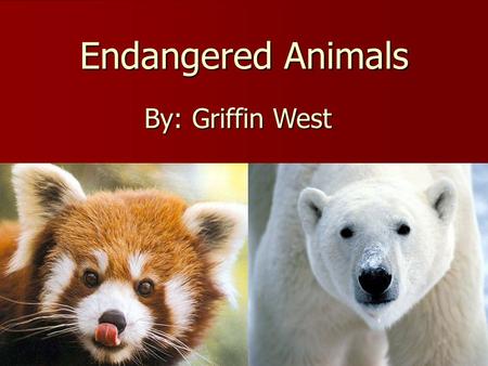 Endangered Animals By: Griffin West. Polar Bears Polar Bears Scientific Name Is Ursus Maritimus Polar Bears Scientific Name Is Ursus Maritimus Polar Bears.