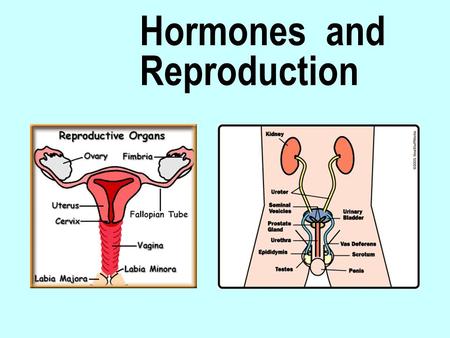Hormones and Reproduction. Hypothalamus:  analyses nervous signals from other areas of the brain  also analyses hormonal signals generated in the ovaries.