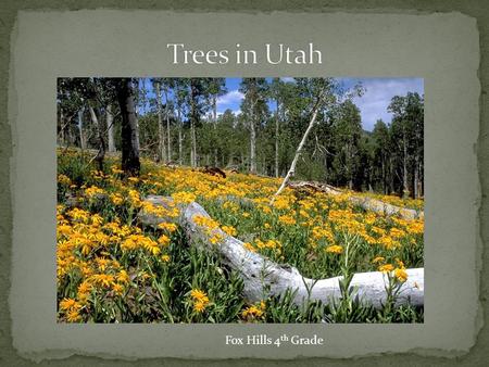 Fox Hills 4 th Grade. Ponderosa Pine Douglas Fir Blue Spruce Utah Juniper Rocky Mountain Red Cedar Most conifers, or softwoods, have narrow, needlelike,